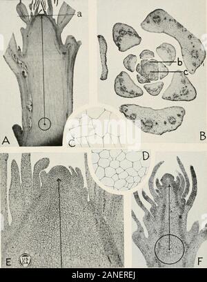 Journal officiel de la recherche agricole . Journal of Agricultural Research, Washington D. C. Morphologie d'Crowngall planche 6. Journal of Agricultural Research, Washington D. C. PLANCHE 6 Des études histologiques des régions d'élongation dans le tournesol, Paris daisy et sweetpea montrant comment les vaccins disponibles dans ces régions pourrait impliquer un certain nombre d'intemodes. A. - une section longitudinale de la région d'allongement d'un sunflov.er. Les inoculums-tion d'une crevaison dans cette région fréquemment pénètre la zone indiquée par le cercle au pied de la flèche qui représente le diamètre de l'aiguille utilisée. Croisées Banque D'Images