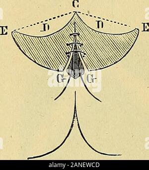 Traité de gynécologie clinique et opératoire . Banque D'Images