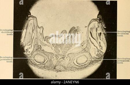 Principes et pratique de la dentisterie opératoire . dent -follicule pileux Fig. 206.-section de mâchoire de lapin, montrant les dents caduques et les follicules des dents permanentes in situ à la période de l'éruption de la première dent. X 22.. Les fig. 207.-mâchoire inférieure de la souris des champs fcetal. X 80. Banque D'Images