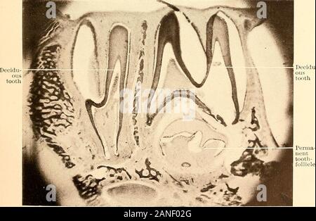 Principes et pratique de la dentisterie opératoire . Fig. 205.-verticale se formant aile racine. X 15. dent. follicule -Fig. 206.-section de mâchoire de lapin, montrant les dents caduques et les follicules des dents permanentes in situ à la période de l'éruption de la première dent. X 22. Banque D'Images