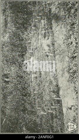 Journal officiel de la recherche agricole . Journal officiel de la recherche agricole, Washington, D. C. L'la cicadelle du raisin et d'LEAFHOPPERvS^ RAISINS BLESSÉS PAR G. A. Runner, entomologiste, et C. I. Bliss, collaborateur, insecte fruits-tions, d'enquête du Bureau de l'entomologie, Département américain de l'Agriculture INTRODUCTION Les études de la faune de la cicadelle du raisin, a commencé en 1919, atteint un stade où un rapport préliminaire semble justifiée. Un surveyof la littérature montre que les cinq sous-familles de se produire â€" le joint torique à l'Est des Rocheuses ont été signalés sur le raisin, comme suit : Banque D'Images