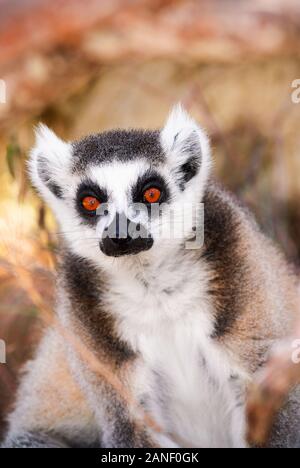 Alert Ring-tail lemur stares inquisitivement dans l'habitat boisé de la réserve naturelle exotique, faune sauvage dans Le Nord Du Queensland. Banque D'Images