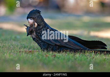 Le Cockatoo noir à queue rouge se nourrissant d'une amande de plage sur l'esplanade de Townsville dans le Queensland. Banque D'Images