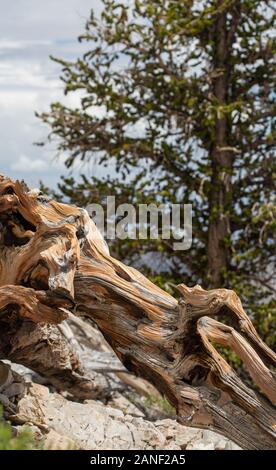 Les arbres noueux et à la floraison des fleurs sauvages Bristlecone Pine Forest près de Lone Pine en Californie Banque D'Images