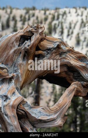 Les arbres noueux et à la floraison des fleurs sauvages Bristlecone Pine Forest près de Lone Pine en Californie Banque D'Images