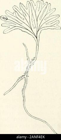 Organography de plantes, en particulier de l'archegoniatae et spermaphyta . Fig. 17. Symphyogyna sp. J'ai rassemblé dans cette années 1890 à Tovar au Venezuela. Le divisé, ventilateur-comme méplatde le thalle est la continuation de la près cylin-dric passage sur la droite. Il ventrallateral à se poser deux pousses dont l'une, la partie supérieure, s'élève au-dessus de thesubstratum, devient aplati, et a commencé à la fourchette.amplifié 2.. Banque D'Images