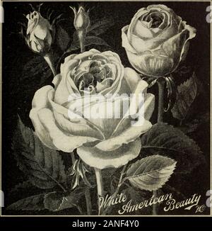 Notre nouveau guide de culture rose : 1906 . il ofgrowth, fleurit comme libre, avec un grand débit, beau-ers, même forme que Clotilde Soupert. SOUPERT BLANC (Clotilde Pfitzer) Le blanc véritable Soupert. D'innombrables va-rieties ont été proposés qui ne sont pas droit tothis distinction, mais dans cette nouvelle gamme whichwe ont importé d'Allemagne, nous avons la première véritable White Soupert. Identique en tous points avec Clotilde Soupert sauf dans la couleur, blanc ivoire, c'est. Il est libre et en fleurs hardy.Cette grande variété ne peut pas être eu ailleurs.Les plantes fortes, 15c. chaque ; 4 pour 50c. ; 9 pour 1 $ sur deux ans des vieilles usines-.30, c. e Banque D'Images