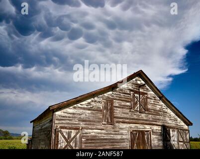 En bois patiné avec grange américaine sombre inquiétants nuages mammatus passage comme une tempête se déplace dans un jour de printemps près de Healdsburg, Californie. Banque D'Images