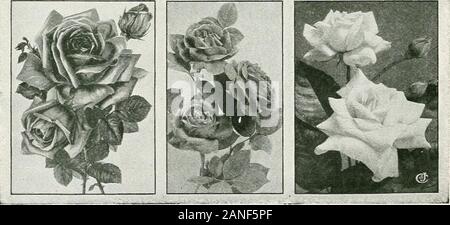 Comment cultiver des roses . orch, treillis, etc. Prune 3 Ex, 5 pour Q. Mme Wakefield Christie Miller. (H.T.) SLJ. pearlyblush doux, à l'ombre du saumon. Jardin, de la literie. Prune 2. La Nouvelle-Orléans. (P.) FLS. géranium rouge-rose, pénétré, centre blanc.jardin, literie, délignage. Prune 3. Paul Neyron. (H.P.) FLS. deep rose parfumée ; Télévision ; ouvre.vigoureux. Literie, jardin. Je Prune Ex, 3 pour Q. (voir couper la page 25.) Philadelphie Rambler. (H.C.) FLS. intense, crimson;double ; dans de grands groupes. Très vigoureux. Arch, porche, etc. du grand-est le mérite comme un grimpeur. Prune 6-, 7 +. Hardy. Le prince Camille de Rohan. (H.P.) FLS. v Banque D'Images