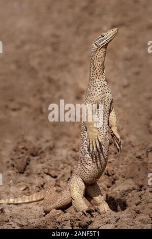 Sable Goanna patrouillait dans son aire de chasse dans le Queensland du centre-ouest en Australie. Banque D'Images