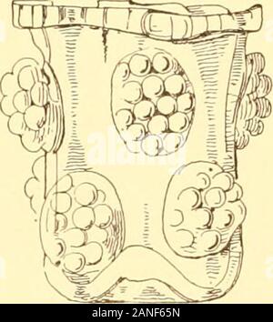 Le vieil anglais glassesAn compte des récipients à boire en verre en Angleterre, dès les débuts de la fin de la dix-huitième centuryWith avis d'introduction, des documents d'origine, etc . Banque D'Images