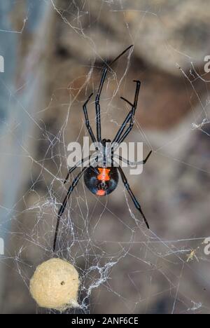 Sous le ventre d'une araignée rouge très venimeuse femelle et de son sac d'œufs dans le Queensland Gulf Country. Banque D'Images