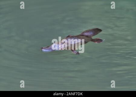Un seul Platypus (Ornithorhynchus) flotte sur la surface du ruisseau dans le parc national de Carnarvon gorge, dans le Queensland. Banque D'Images