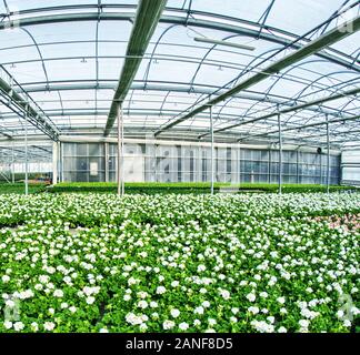 Les jeunes plantes croissant dans un très grand plant nursery. Les émissions de l'environnement. Banque D'Images