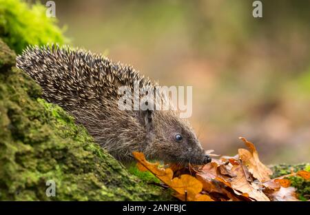 Hérisson, (nom scientifique : Erinaceus europaeus), sauvages, indigènes hedgehog dans l'habitat forestier naturel, avec l'écorce des arbres et les feuilles d'automne d'or Banque D'Images
