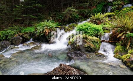 Chute d'un ruisseau non désigné et vert mousse rochers dans le parc national des lacs de Nelson, Nouvelle-Zélande. Banque D'Images