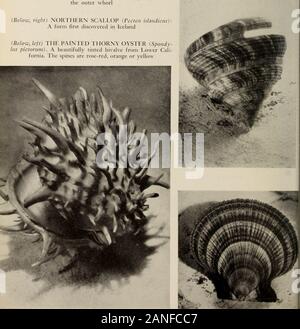 Guide général pour les salles d'exposition de l'American Museum of Natural History . (À droite)Le shell (Plearotomaria FENTE RARE). Une coquille presque éteint à partir de l'eau profonde dans les Antilles et près du Japon, caractérisée par la fente large s'étendant en partie autour de l'espace extra-verticille (ci-dessous, à droite) LE NORD DU PÉTONCLE (Pecten islandicus) : Une forme d'abord découvert en Islande (ci-dessous, à gauche) L'huître épineuse peint (Spondy- lits pictorum). Un bivalve teinté de Cali-fornia. Les épines sont rose-rouge, orange ou jaune. Banque D'Images