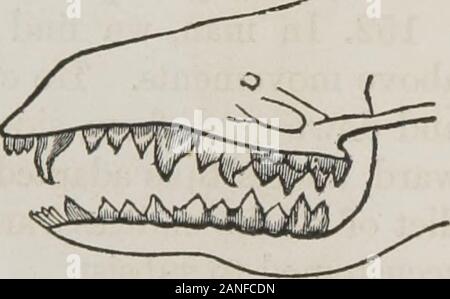 Class-livre de physiologie : pour l'utilisation d'écoles et les familles : comprenant la structure et des fonctions des organes de l'homme, illustrée par référence comparative à ceux des animaux inférieurs . Fig. 27.-Dents d'CarnivorousAnimals. Fig. 28.-Dents d'insecte - eatinbAnimals. Banque D'Images