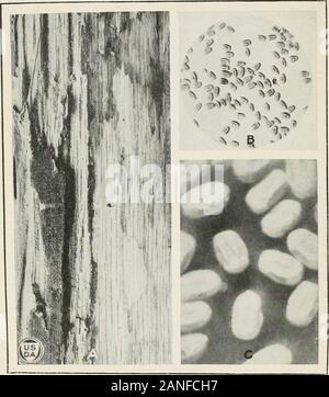 Journal officiel de la recherche agricole . Journal of Agricultural Research, Washington D. C. Les termites de la zone du Canal 8 de la plaque. Journal of Agricultural Research, Washington D. C PLANCHE 8 Cryptotermes thompsonae A.-Section de base de bibliothèque tournante en chêne endommagé par Cryptotermes thompsonae,un néon, C. Z. B.-Bois d'excréments de ce bois. La taille naturelle de pellet 0,54 par 0,85 mm.C.-B. comme même plus fortement amplifiés pour montrer leurs impressions. 60378-243 L'ABSORPTION DE CARBONE PAR LES RACINES DES PLANTES • Par J. F. Breazeale biochimiste associé, dans l'ouest de l'agriculture irriguée, Bureait, de l'industrie des végétaux, de l'unité Banque D'Images