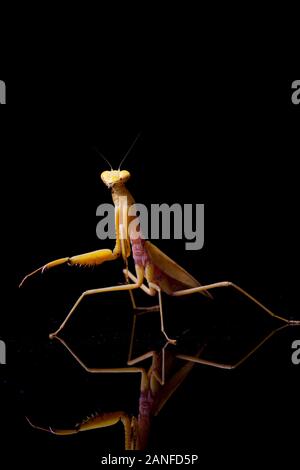 Jaune asiatique géant Praying Mantis (membranacea). â€" isolé sur fond noir. Banque D'Images