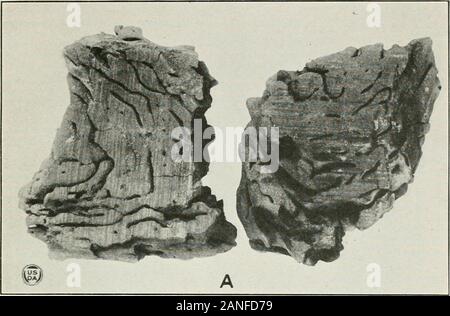 Journal officiel de la recherche agricole . Journal officiel de la recherche agricole de Washington , D . C. PLANCHE 6 A.-bloc en bois de frêne utilisé par Dudley et Beaumont dans l'étude Kalotermes inPanama ; le meilleur type d'termitarium pour étudier Kalotermes. B.-Coptotermes nigcr. Dommages au revêtement de plomb par undergrjund et câble-forations dans lotissement goudronné. Gold Hill, C. Z., Panama, le 29 octobre 1916. 7 PLAQUE A.-Guayacan (lignum vitae) entièrement désintégré par les termites ; tous les woodhas été digérée et excrété puis paniers solide. Boutiques de Balboa, CanalZone. B.-une autre section de la même essence de bois Banque D'Images