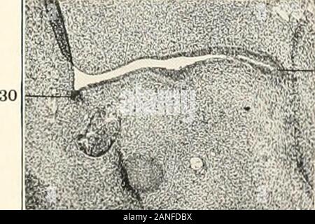 Contributions à l'anatomie et le développement des glandes salivaires dans la mammalia . P. .[ Fig 25 Fig.29 ®3fJ. Banque D'Images