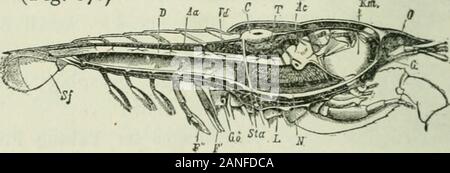 Beginners' zoologie . Qui d'theappendages ont un bord cannelé. Comment pourriez-vous knowfrom à l'écrevisse à qu'il n'est pas simplement ascavenger. Pourquoi n'y a pas de tenailles sur les pieds arrière ? Les organes des sens. - Trouver le aiitemicB ou palpeurs (fig.82, 90). Les antennes sont fixées au-dessus ou au-dessous de theeyes ? (Fig. 87.) Fig. 87. - Opercule retiré et les branchies exposés.mp, gill bailer.. Fig. 88. - La longueur de l'article de langouste mâle. f, cœur, v4c, à l'artère ; tête yja, artère de l'abdomen ; /ITFE, l'estomac ; Z&gt ;, intestin, foie;Z ; 7, spermary ; GT ;, ouverture de canal spermatique ; (7, le cerveau ; iV^, nerf chai Banque D'Images