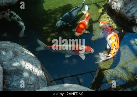 L'étang de koi. Koi de poissons multicolores belle natation dans l'étang. L'eau propre, de pierres, de belles réflexions, et poissons de fantaisie Banque D'Images