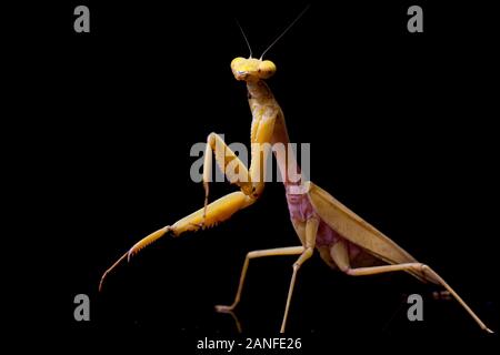 Jaune asiatique géant Praying Mantis (membranacea). â€" isolé sur fond noir. Banque D'Images