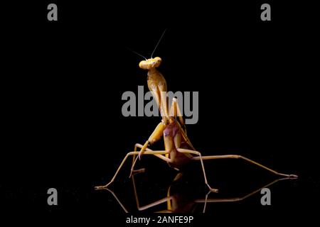 Jaune asiatique géant Praying Mantis (membranacea). â€" isolé sur fond noir. Banque D'Images