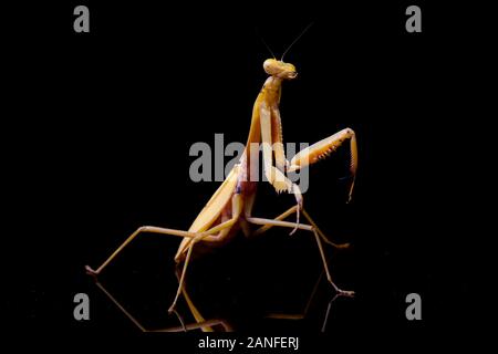 Jaune asiatique géant Praying Mantis (membranacea). â€" isolé sur fond noir. Banque D'Images