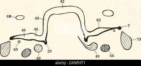 Contributions à l'anatomie et le développement des glandes salivaires dans la mammalia . Fig. 15.. Fig. 16. Banque D'Images