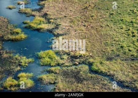 Vue aérienne de Delta à l'intérieur des terres avec les plaines herbeuses et les habitats fauniques, le Botswana, l'Afrique. Banque D'Images