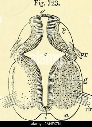 Éléments d'anatomie du Quain . ligne du milieu, mais les fibres de theroots des nerfs lorsque formé sont traçables dans la substance grise respectifs de leurs colonnes antérieure et postérieure. La substance blanche est formée de l'extérieur ou sur la surface d'thedeeper substance grise ; mais il n'est pas encore déterminé s'il s'agit d'Avhollydeveloped hors du cehs composant la matière grise ou de separateblastema à laquelle le mésoblaste peut en partie y contribuer. Il est certainlycombined avec des éléments du tissu conjonctif, et son mode de formation isdifierent à partir de celui de la substance grise, qui est le plus direc Banque D'Images