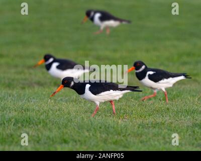 Oyster Catcher Haematopus ostralegus se nourrissant de sports d'hiver de fieldNorfolk Banque D'Images