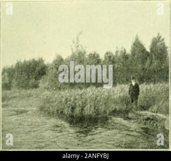 Arkiv för botanik . Parti af norra nya delen af-ürundhol mens SV L'ASDI. J'förgrunden afvattenöfverståndare ett bälte, där bakom skogen..qix. fig. 12. (S. b. foto. d. 20. 6. 04.) af Detalj föregående bild. J'förgrundenPHRAGMITES bakgrun communis j-den samtskogen CARICES af world etc., (s. b. foto. d. 20. 6. 04.) Banque D'Images