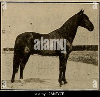 Source et sportif . Frisbie est fait à la main, certaines bonnes, et celles du noir, âgé de neuf ans. Il s'agit d'un plein frère de Tom Smith 2:13*4.Le tarif : 25 $ pour la saison. Privilège retour habituel ou de l'argent remboursé. Demonio 28016 Record 2:111 DEMOXIO llYt:2 est le père de Mona Wilkes 2:03 %. Memonio 2:09  %, DemonioWilkes 2:09  %, Mlle Winn 2:12  %, Normono (2) 2:14  %, et grand-père d'SolanoBoy 2:01 %. Il est l'un des meilleurs fils du grand sire Charles Derby 2-20qui a S dans le 2:10 liste et dont les fils de haut rang parmi les plus grands pro-teurs de vitesse dans le monde. Demonios dam est le grand barrage de poulinière Bertha(n Banque D'Images