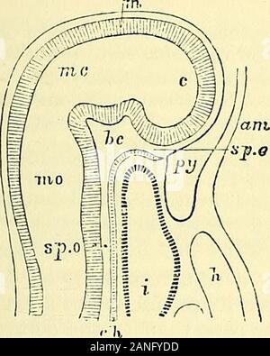 Éléments d'anatomie du Quain . TION DE LA TÊTE. 807 de l'mamniEe aussi, est l'ensemble des vrais epiblastic origine ; mais leurs vaisseaux sanguins, le tissu conjonctif, et d'autres pièces additionnelles sont dérivés. frommesoblast C. FORMATION DE LA TÊTE. La distinction entre la tête et le tronc par la formation d'acer^constriction ical est un changement de fréquence relativement tard, mais evenlong avant cette affiche, la constriction caractéristiques de l'partsin ces trois régions sont devenues apparentes. La tête peut être toconsist Avholly a dit au début de la partie crâniale,-la face étant développé à l'alater Banque D'Images