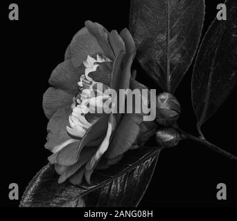 Monochrome noir gris blanc veiné camellia blossom. deux bourgeons,trois feuilles lustrées, macro, une fine art nature morte fleurs isolé sur fond noir Banque D'Images