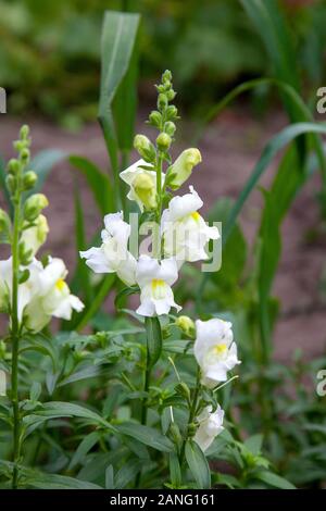 Antirrhinum (muflier) panaché fleur - jaune, blanc, rose et rouge. Muflier fleur plante dans le jardin. Banque D'Images