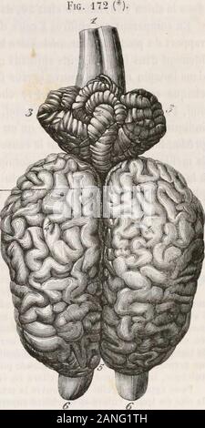 Traité d'anatomie comparée des animaux domestiques . sur la ligure 178. Nous les étudierons separately lesuns après les autres. Volume de lencéphale. - Contrairement à ce qui existe pour la moelle, lesdimensions de lencéphale représentent à peu près celles de la cavité qui le contient;en effet, le feuillet viscéral de larachnoïde ipimédiatement surlenveloppe se trouve appliqué propre de la masse nerveuse, cest-à-dire la pie-mère, partout où inexiste despaces point sous-aracbnoïdiens ; dun autre côté, la cavité arachnoï-dienne est pour ainsi dire nulle, et la dure-mère est comme sur les Skin bonding ] Banque D'Images