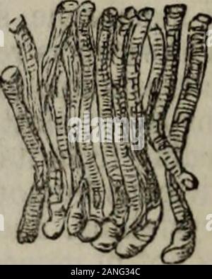 L'hydropathie pratique, y compris les plans des bains et des remarques sur l'alimentation, les vêtements et les habitudes de vie.. . AU thefibers composant la question nerveux, sont des tubes remplis d'afluid. Le croquis montre les fibres d'un des thenerves, agrandie avec le fluide contenu dans eux escapingfrom leurs extrémités. Il est probable qu'il s'être discoverymay les moyens de jeter quelque lumière sur le functionsof ce mal connues jusqu'à présent partie de l'animal. Le système nerveux est composé de deux substances, bytheir distinguer facilement la couleur, la texture et la consistance. L'un est grisâtre, ou plutôt un Banque D'Images