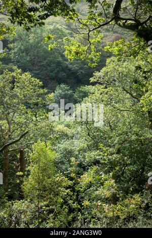 Forêt près de Dolgoch, près de Tywyn (Towyn), Pays de Galles Banque D'Images