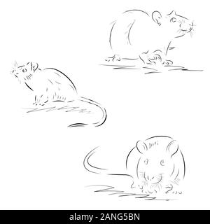 Contours de rats dessiné à la main sur un fond blanc Illustration de Vecteur