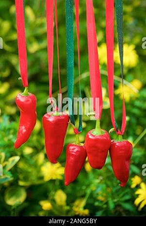 Les poivrons rouges sur une corde comme un symbole de la fête de poivre dans la ville Esplette au Pays basque en France Banque D'Images