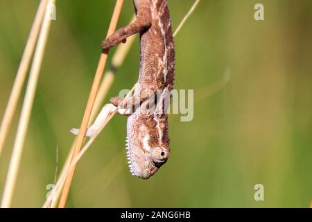 Close up of a little brown chameleon grimper sur un brin d'herbe, Drakensberg, Afrique du Sud Banque D'Images