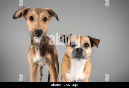 PUG-Jack Russell Terrier Cross (8 ans) et un chiot Lurcher (Royaume-Uni) Banque D'Images