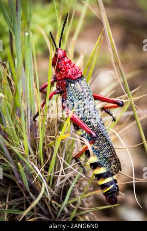 Gros plan d'une sauterelle (Phymateus morbillosus criardes ; famille : Pyrgomorphidae) colorés en rouge et jaune, assis dans l'herbe, Drakensberg, South Af Banque D'Images