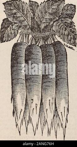 Jardin, terrain et des graines de fleurs . je lb, 20cts. ; lb.,60 cts.. Ouxrtier le radis. GOLDEN GLOBE. Une toute nouvelle variété étant adapté pour une utilisation dans de 4 à 6 semaines après le semis, et est une grande amélioration sur le vieux Radis Navet jaune, couleur et qualité étant beaucoup plus fines de. Par pkt., 5 cts. ; oz., 10 cts. ;  % lb., 20 cts. ; lb., 50cts. STUTTGART BLANC GÉANT. C'est l'un des plus populaires des nouvelles variétés, résister le plus sévère heatof le Sud, et de plus en plus d'une grande taille, conservant toujours itsfine la qualité et la saveur. Il est de croissance rapide, produisant des racines de la taille d'un radis d'hiver violet, à 5 t Banque D'Images