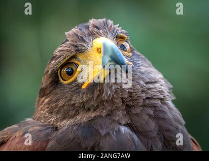 Gros plan d'un jeune aigle doré Banque D'Images